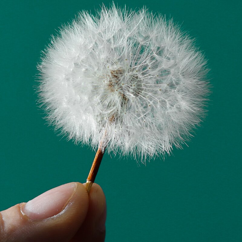 Real Flower Resin Paperweight - Chrysanthemum Cinnabar Stone Dandelion Craft