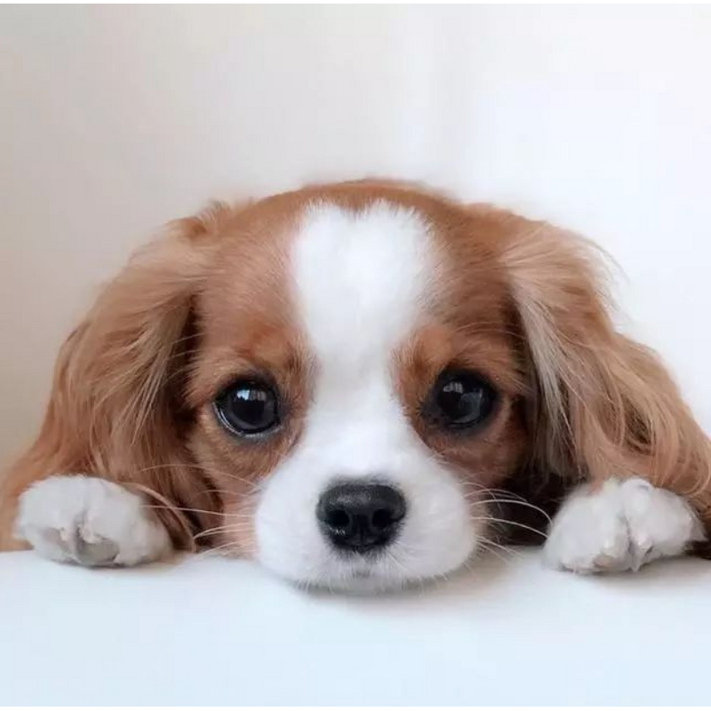 Automatic Sensor Water Dispenser - New Type Pet Dog Cat Drinking Fountain Water Feeder