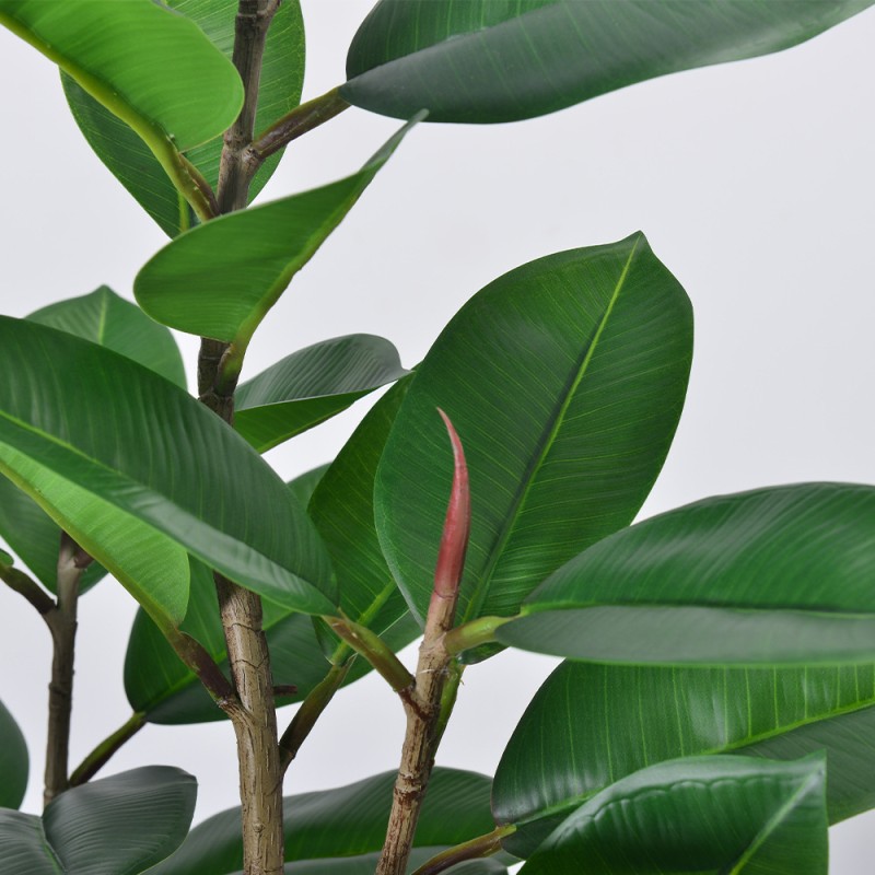 Rubber Fig Potted Plant Factory K Design