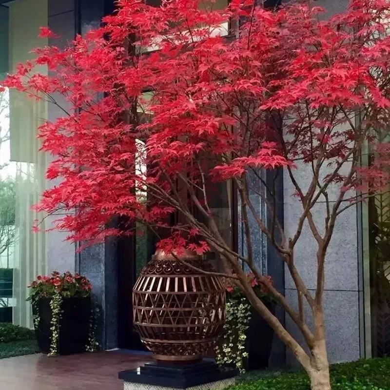 Red Maple Potted Plant Factory Plastic Decoration