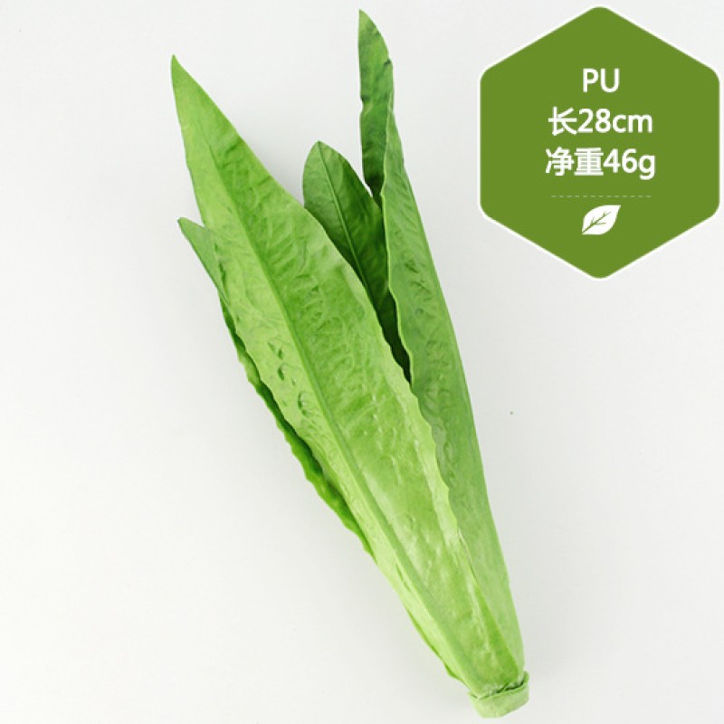 Zucchini Bean Sprouts Model Factory Photography Props