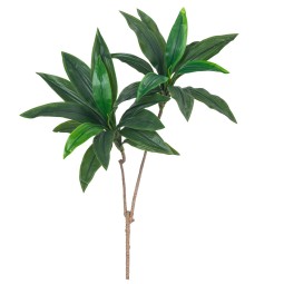 Brazilwood Potted Plant Factory Single Branch