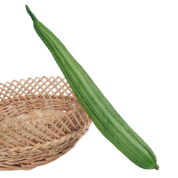 Zucchini Bean Sprouts Model Factory Photography Props