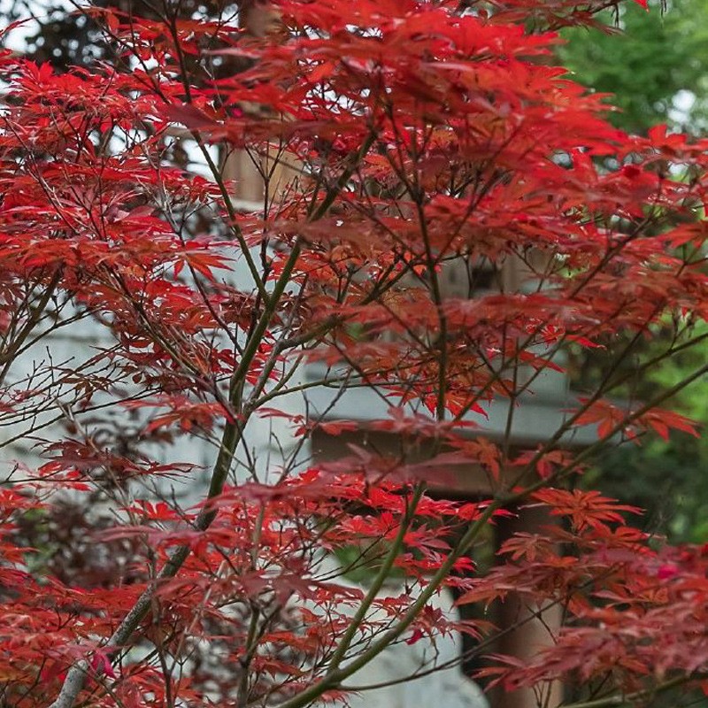 Red Maple Potted Plant Factory Plastic Decoration