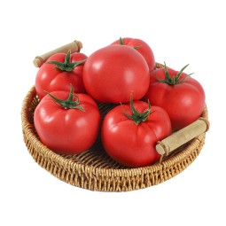Foam Tomato Model Manufacturer Childrens Teaching Aid