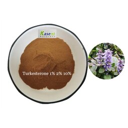 Turkesterone Extract Manufacturer - 1% 2% 10% Ajuga Powder