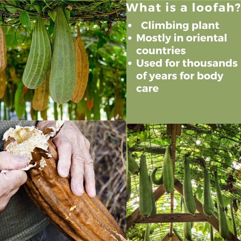 Loofah Sponge Manufacturer - Eco-Friendly Natural for Shower Bath