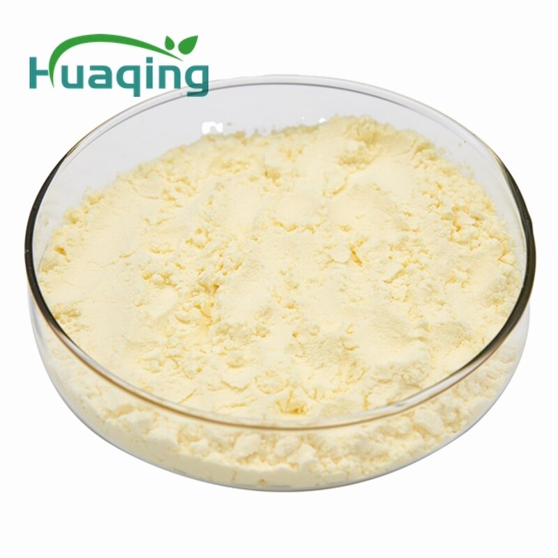 Sophora Japonica Extract Manufacturer - 98% Quercetin Rutin Natural Antioxidant