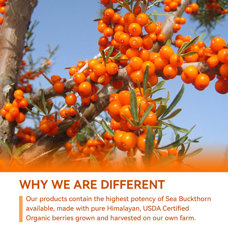 Sea Buckthorn Softgels Manufacturer - Private Label for Heart Brain & Skin