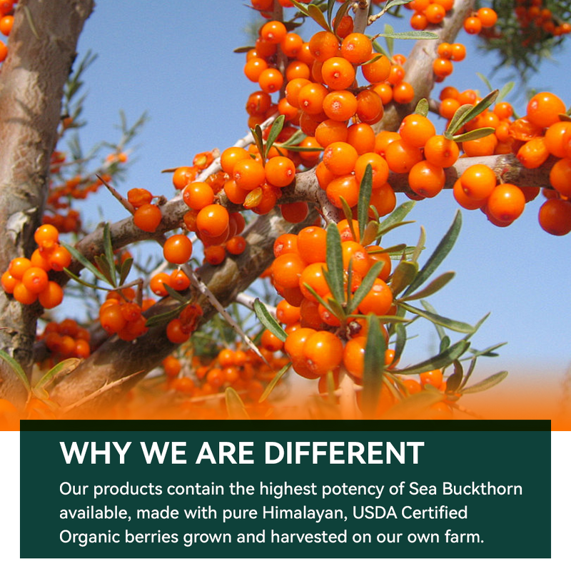 Sea Buckthorn Oil Softgels Manufacturer - 100% Pure for Women's Fertility