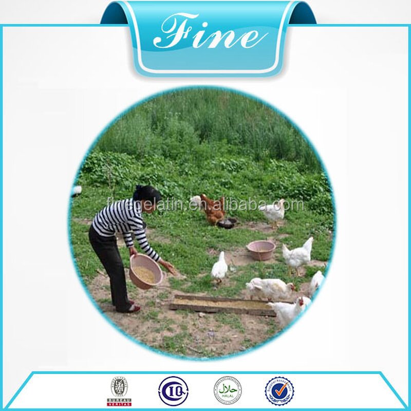 Bovine Collagen Powder Manufacturer - Bulk Wholesale Hydrolyzed Halal Granule