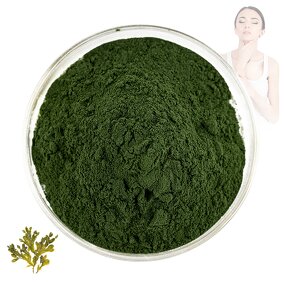 Fucus Vesiculosus - Manufacturer 100% Natural Pure Extract for Cosmetics Powder