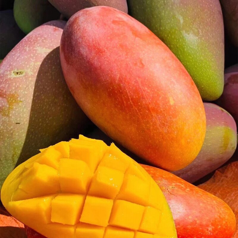 Wild Mango Extract - Manufacturer HALAL Wholesale Alpha-mangostin Seed Peel