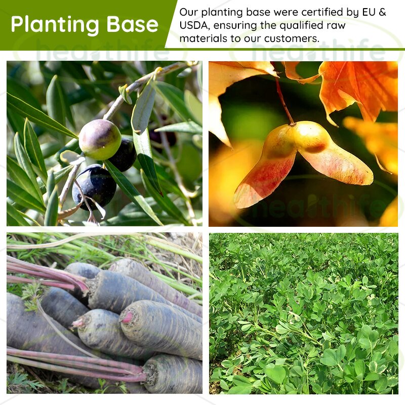 Oleanolic Acid Powder Manufacturer - Healthife Natural Olive Leaf Extract 60% 70% 98%