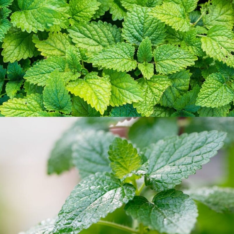 Wild Yam Extract - Manufacturer 16% 20% 95% Diosgenin CAS 512-04-9