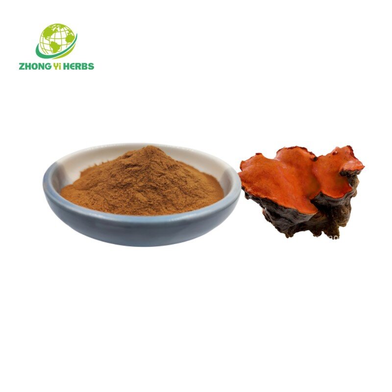 Antrodia Camphorata Extract - Manufacturer Organic Polysaccharide Mushroom