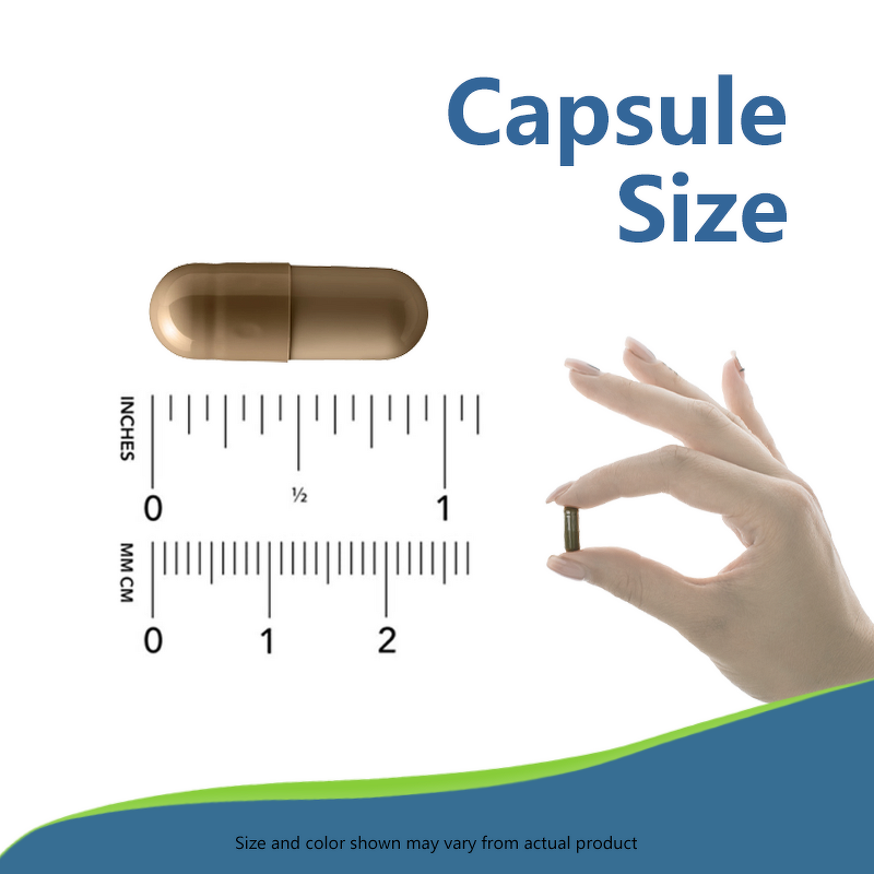 Cordyceps Capsules - Manufacturer 500mg/60caps Vegetarian Herbal Supplement