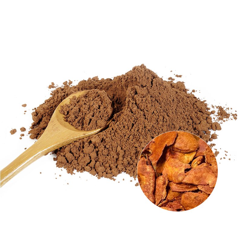 Antrodia Camphorata Extract Manufacturer - Organic Natural Provides Energy Mushroom