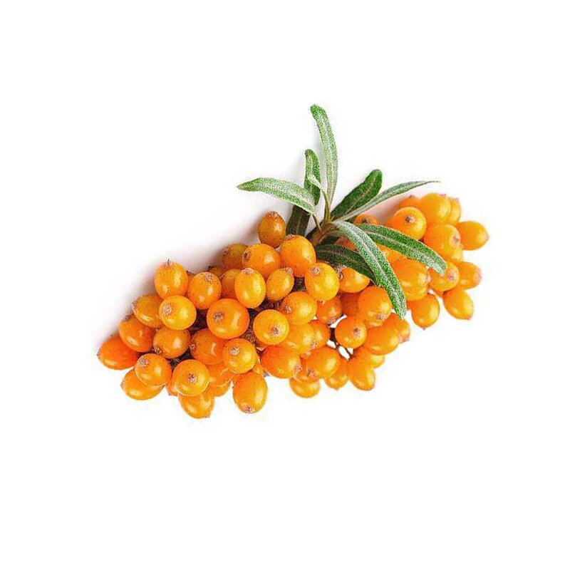 Sea Buckthorn Powder - Manufacturer 100% Water Soluble Food Grade