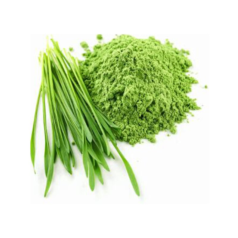 Barley Grass Powder - Manufacturer Bulk Organic Green Juice Extract Pure
