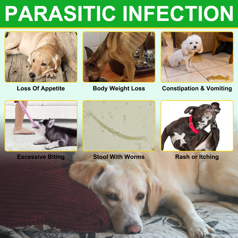 Pet Chews - Oimmal 60 Soft Flea Tick Control Prevention Natural Dog Treats