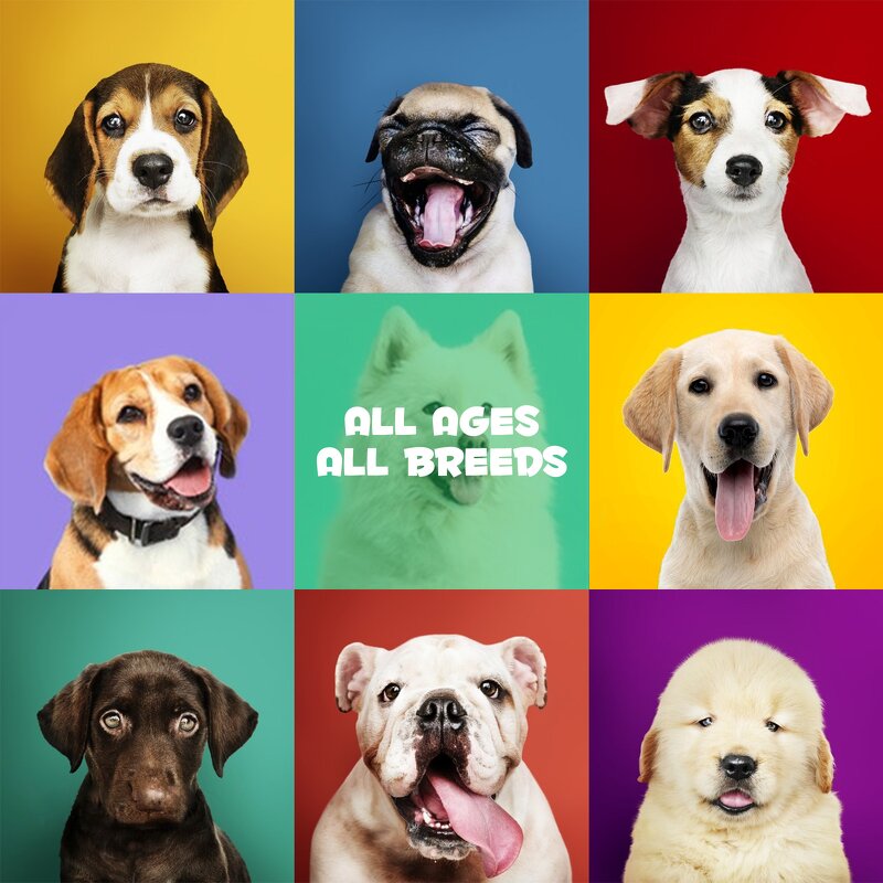 Pet Drops - Oimmal 6 Monthly Doses Flea Tick Eggs Prevention Topical Cat