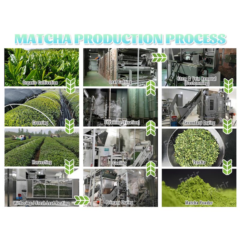 Matcha Powder Manufacturer - 6A USDA Certified Organic Food Grade Beverage Supplement OEM