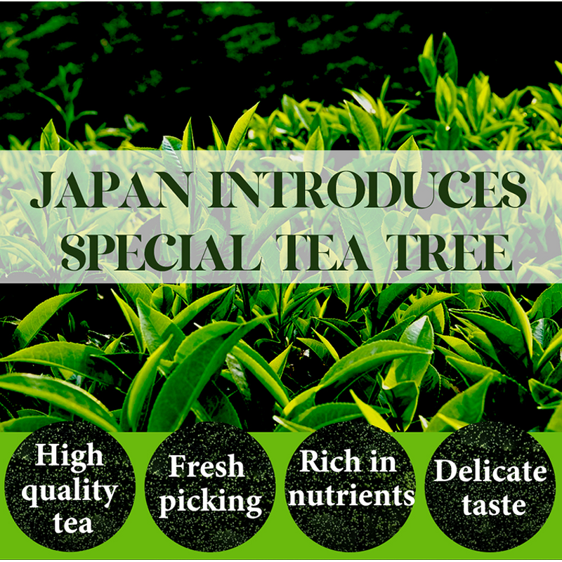Matcha Tea Powder Manufacturer - Private Label Pure Organic Ceremonial Grade