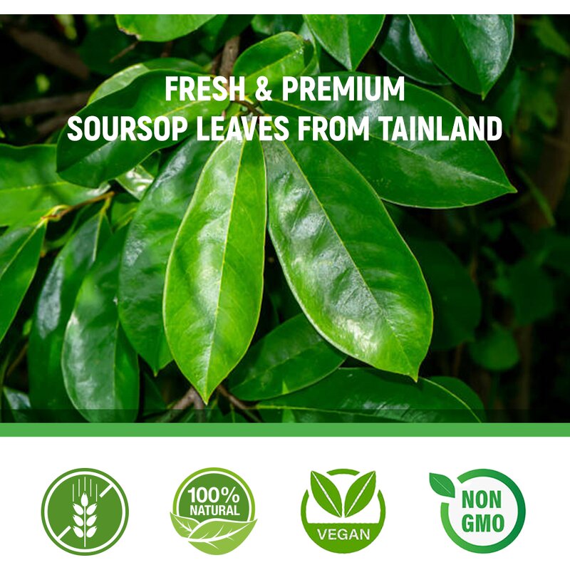 Soursop Leaf Tea Manufacturer - Private Label Dried for Metabolism & Weight Loss