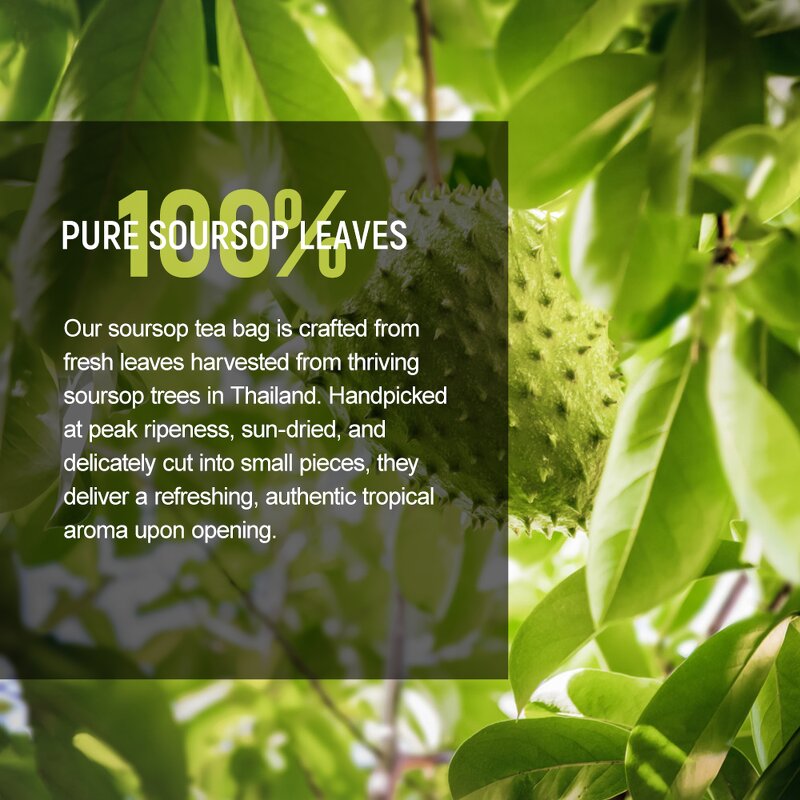Soursop Leaf Tea Manufacturer - Private Label Dried Graviola Tea Leaves