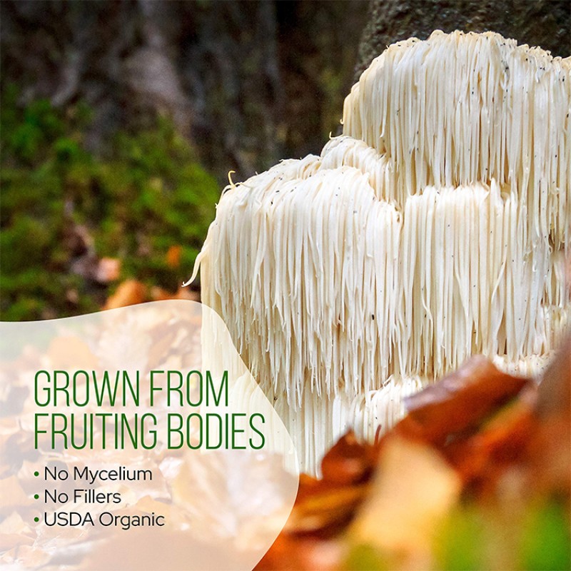 Oyster Mushroom Extract Factory - Private Label Polysaccharide Powder