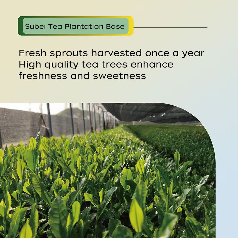 Matcha Powder - Manufacturer - OEM 50g Organic Ceremonial Highest Grade Tin Packed