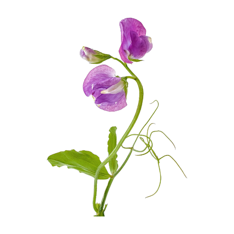 Butterfly Pea Powder - Manufacturer - Organic Blue Pollen Water-soluble Pigment