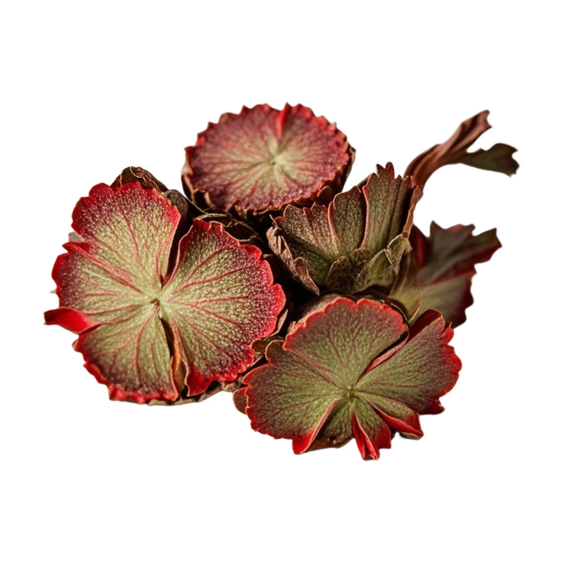 Rhodiola Extract - Manufacturer - Rosea Root High-purity Extract Factory Direct