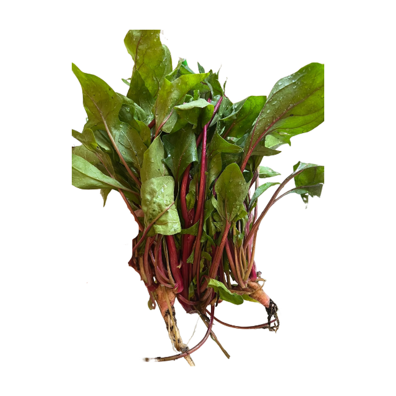 Red Spinach Extract - Manufacturer - 10:1-100:1 Multiple Specifications Powder