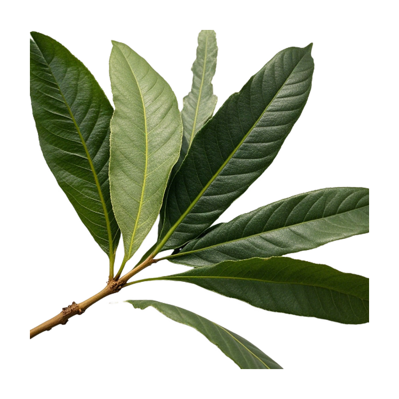 Loquat Extract - Manufacturer - Leaf Extract Ursolic Acid Powder Wholesale