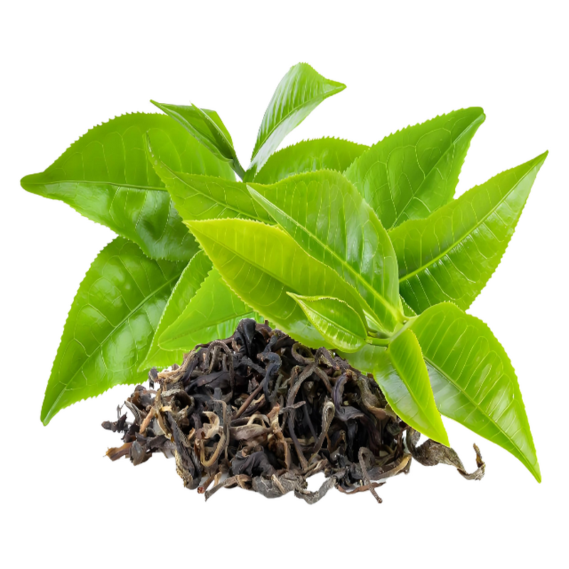 Catechin Powder - Manufacturer - Natural Green Tea Extract Antioxidant Best Price