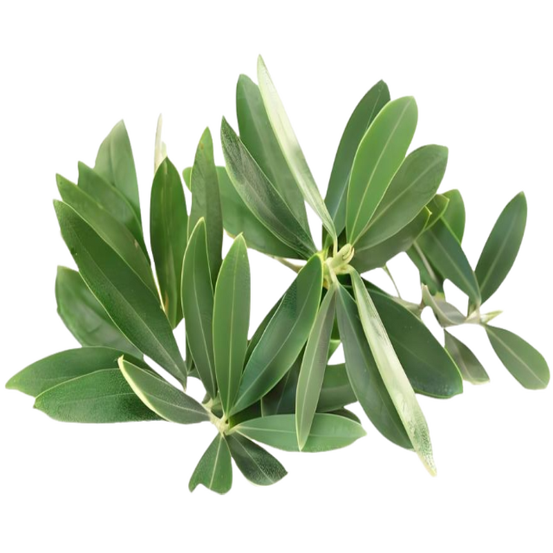 Hydroxytyrosol - Manufacturer - 10%-50% Olive Leaf Extract Fermented Powder
