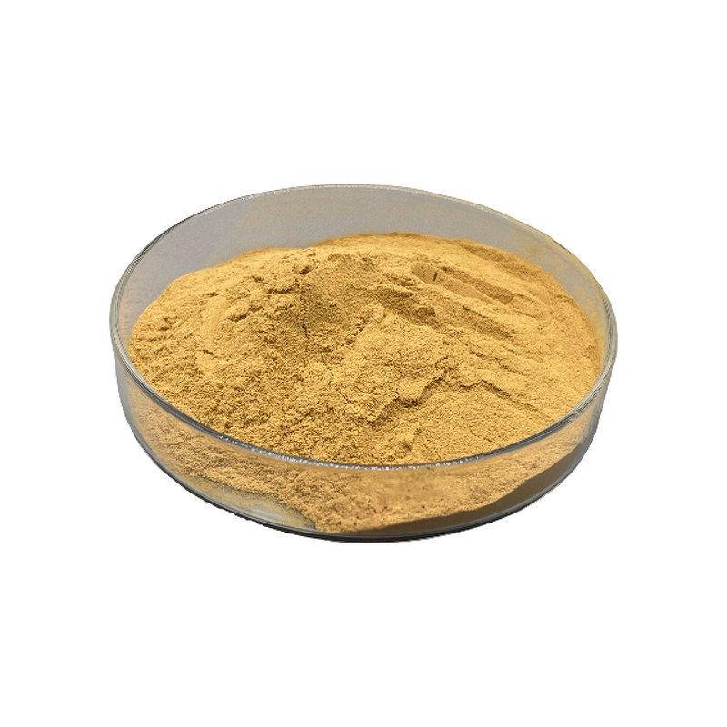 Enoki Mushroom Extract - Manufacturer - 10:1-100:1 30%-80% Polysaccharide