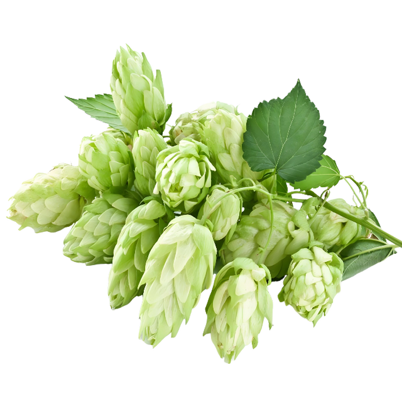 Hops Extract - Manufacturer - 2%-98% Xanthohumol Natural Healthcare Supplement