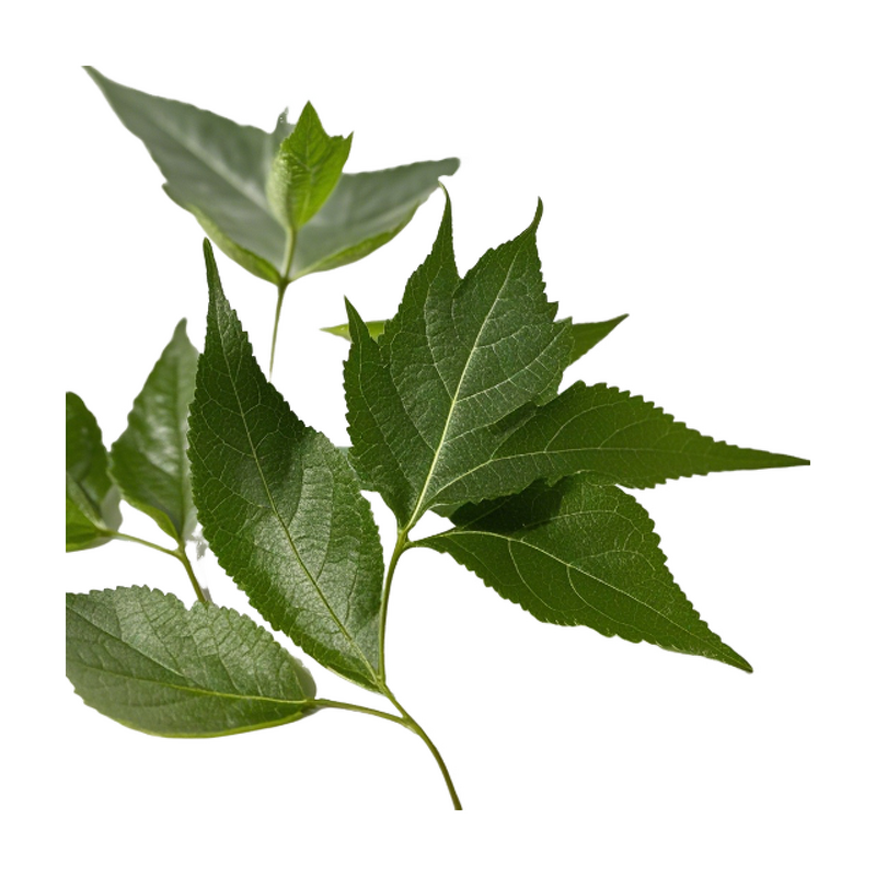 Epimedium Extract - Manufacturer - Latest Tech Health Care Herbal Powder Bulk