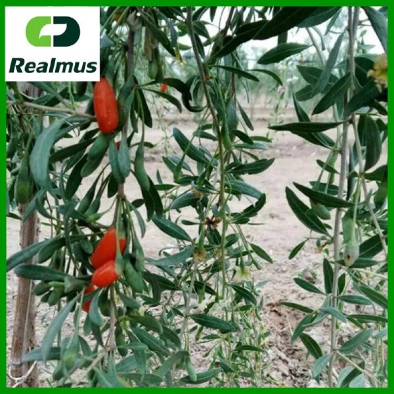 Ashwagandha Root Powder Supplier - Indian Ginseng Extract