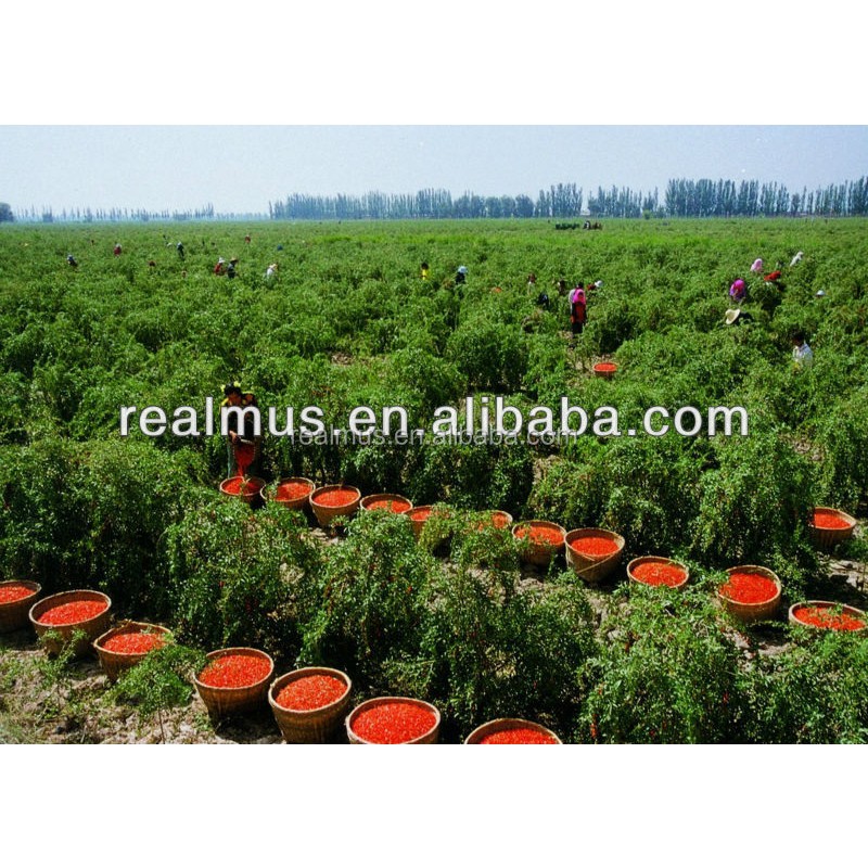 Certified Organic Goji Extract Factory - Soft Capsule Bulk