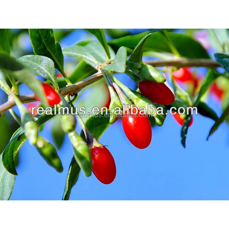 Certified Organic Goji Extract Factory - Soft Capsule Bulk