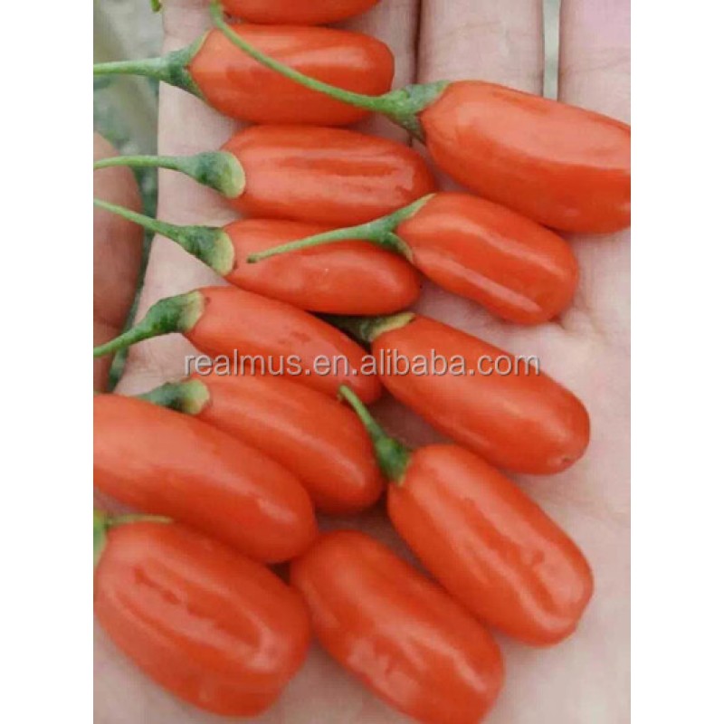 Premium Dried Goji Berry Supplier - Whole Fruit Export