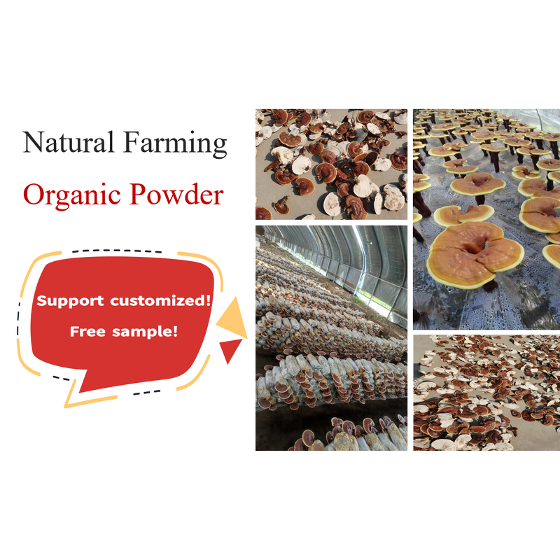 Reishi Spore Powder - Manufacturer - 98% Ganoderma Lucidum Shell Broken Pure