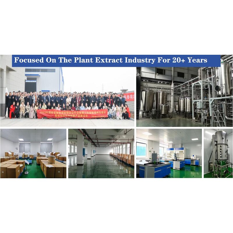 White Tea Extract - Manufacturer - 90% Polyphenols Water Soluble Camellia Sinensis