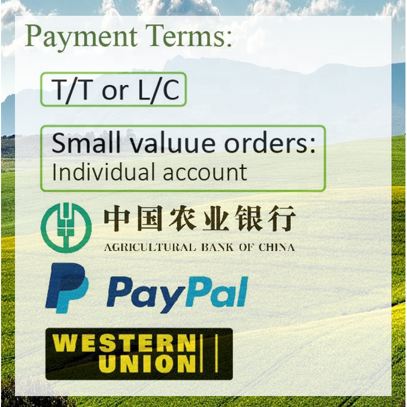 Black Tea Extract Powder - Manufacturer - Camellia Sinensis Instant Flavored Free Sample