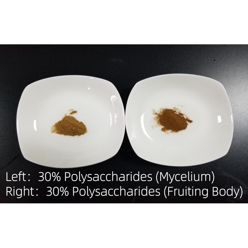 Fomitopsis Officinalis Extract - Manufacturer - 30% Polysaccharides Agarikon Mushroom