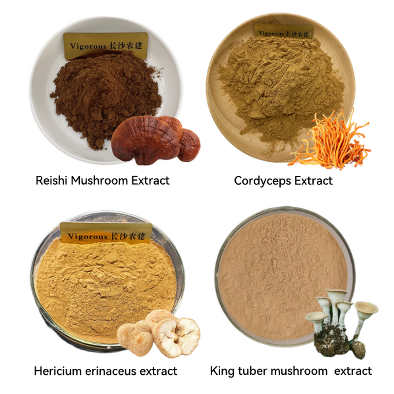 Reishi Mushroom Extract - Manufacturer - Organic GMP Ganoderma Lucidum Powder Pure
